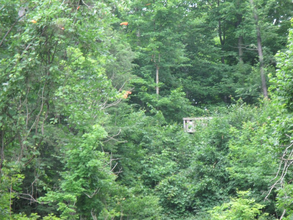 CritterPath 017.jpg